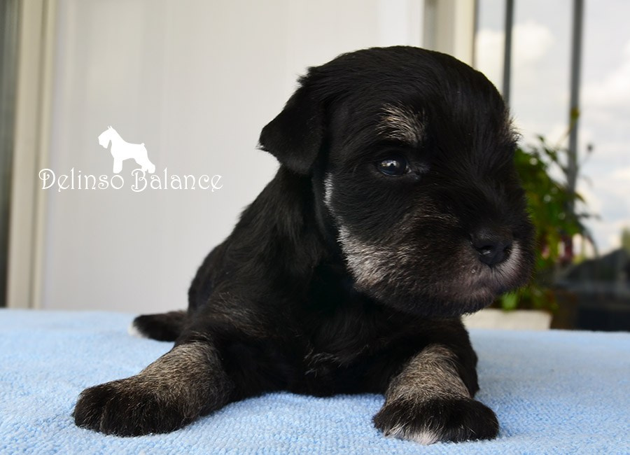 Litter «E». Питомник цвергшнауцеров в Беларуси «Делинсо Бэлэнс»