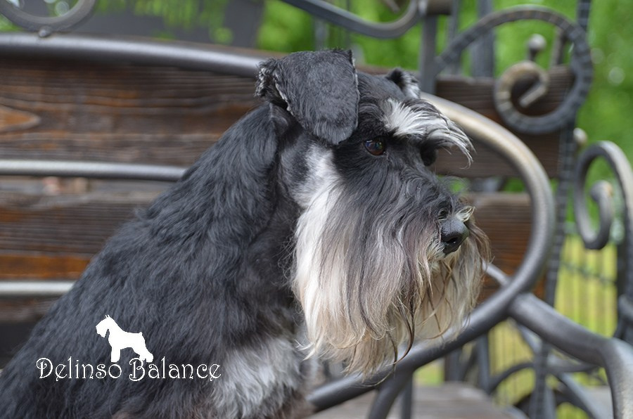 Дукат/Asson Ari Viko Etual. Питомник цвергшнауцеров в Беларуси «Делинсо Бэлэнс»