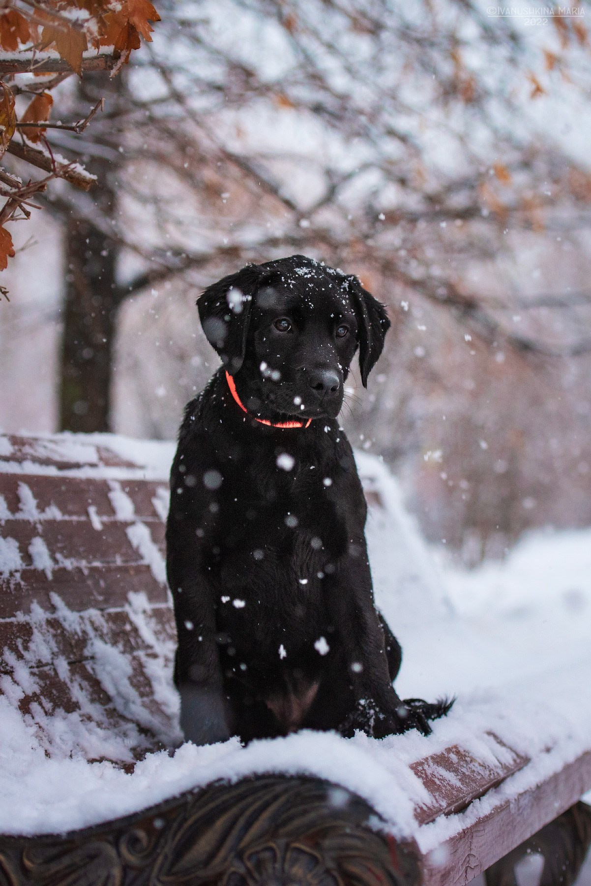Фотосессия щенков на продажу. Фотограф собак в Москве и Московской области Иванушкина Мария