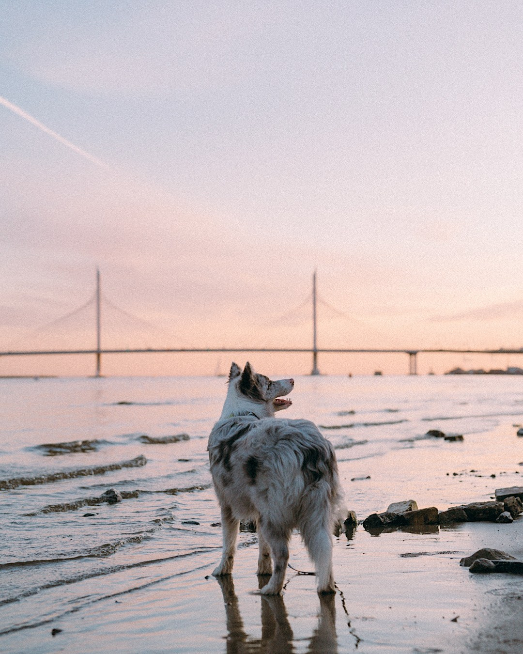 Света, Катрин и Умка. Фотограф анималист в Москве и Санкт-Петербурге Свиридова Анна