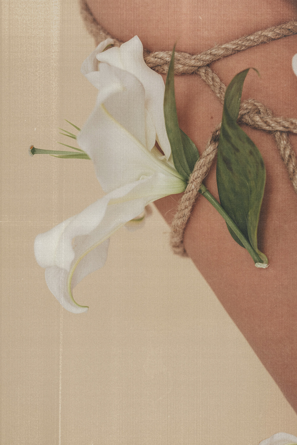 Александра Лилии. Главная