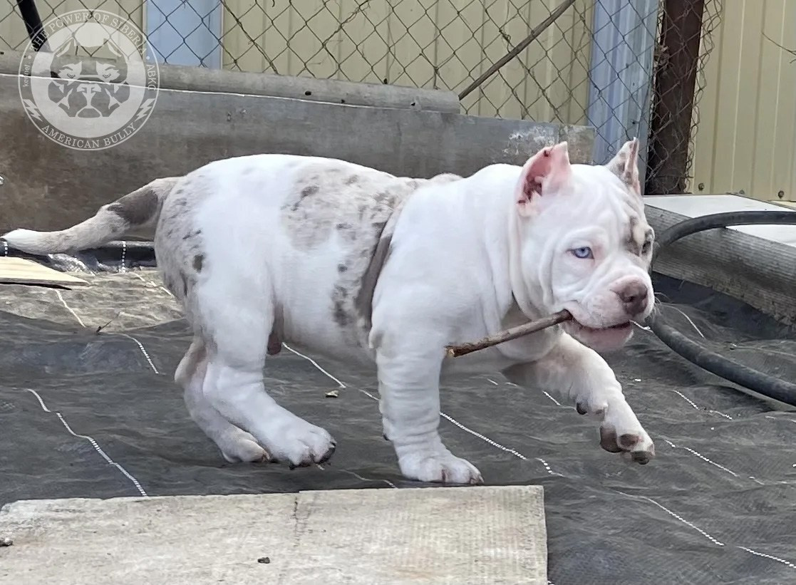 Свободные щенки Американский Булли, в типах покет, классик, стандарт. Американский Булли в г. Ростов-на-Дону. Питомник THE POWER OF SIBERIA