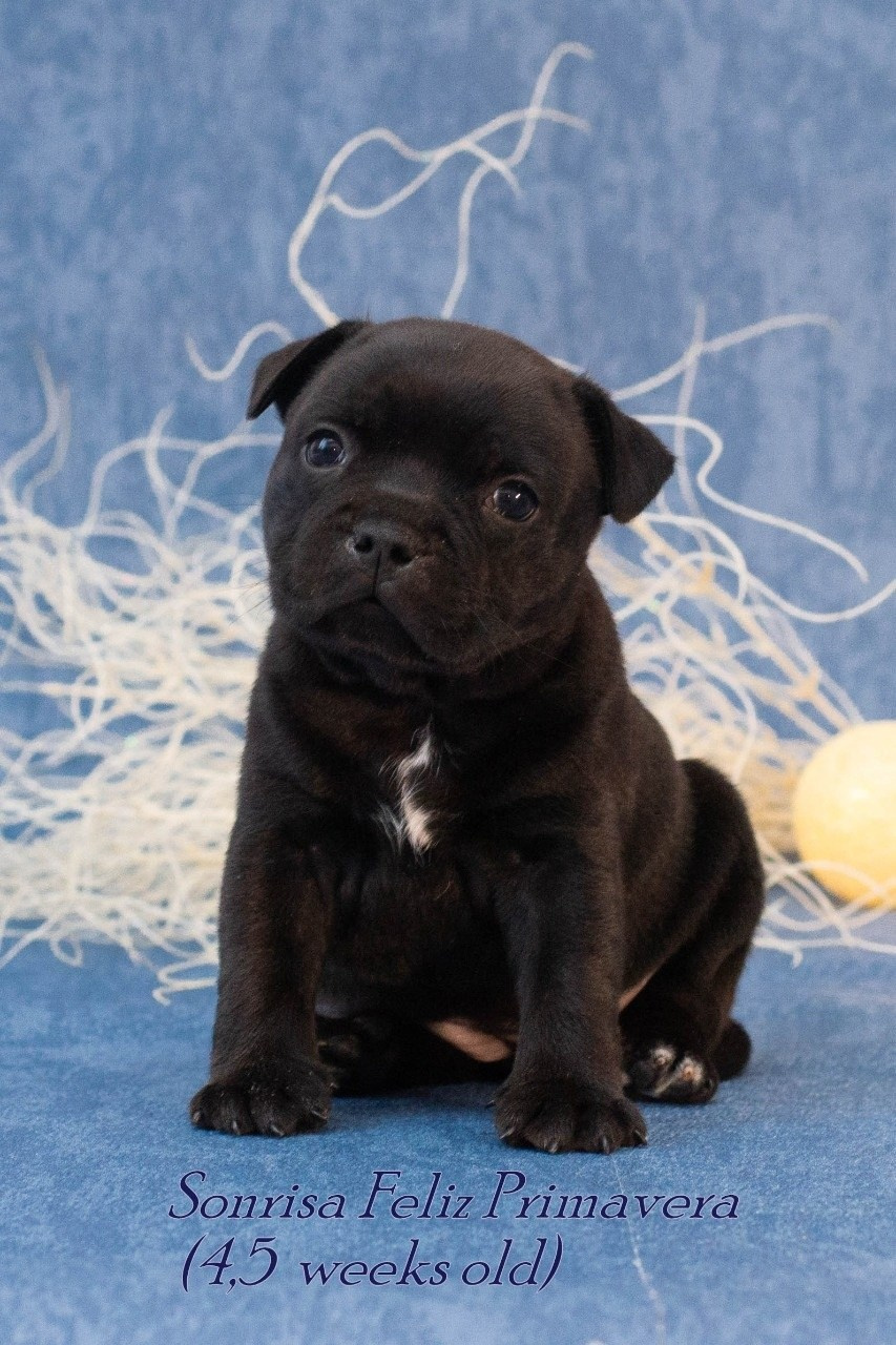 Тсахик. BLGKV питомник собак