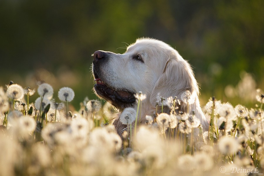 Съёмки собак на природе. Фотограф-анималист Natalia Deingel | Фотосъемка собак в Москве
