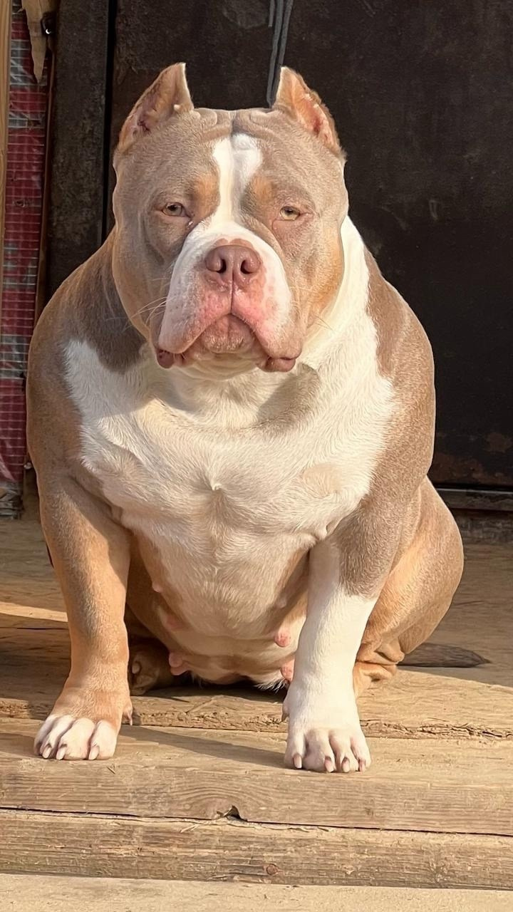 Дети Зидана. ПИТОМНИК СОБАК ПОРОДЫ АМЕРИКАНСКИЙ БУЛЛИ