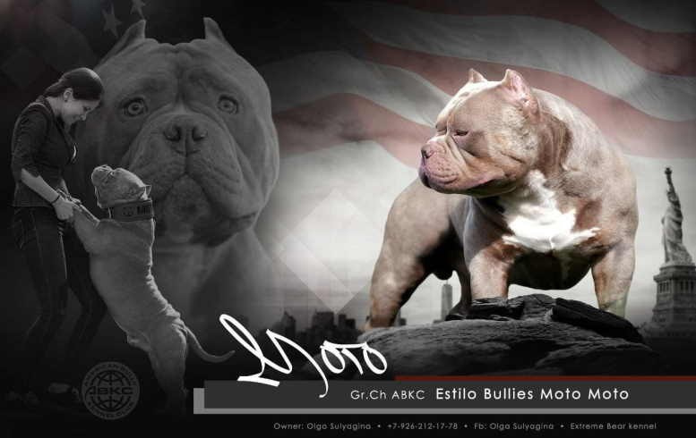 Мото мото - папа нашего чемпиона американского булли 