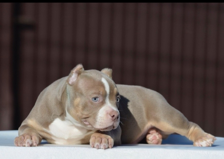 официальный питомник Американских Булли в Архангельске 