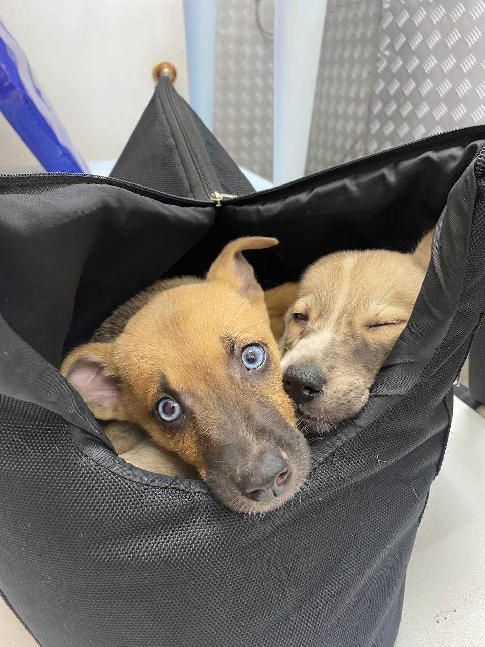 Прогулки и волонтерство. Забери домой друга