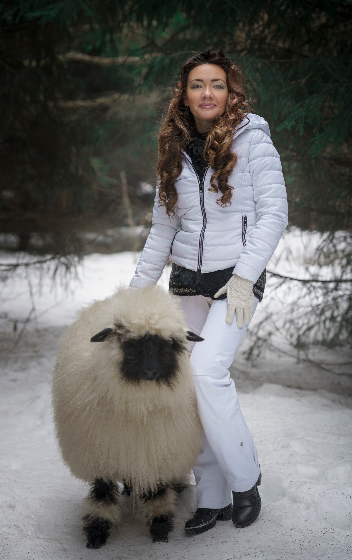 Овца и Ламы. Фотограф Сергей Танков