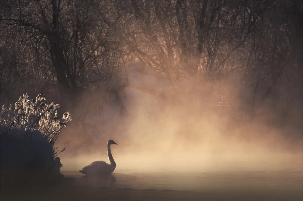 Лебединое озеро 2025 | Фотограф Дмитрий Купрацевич. Дмитрий Купрацевич профессиональный пейзажный и travel-фотограф