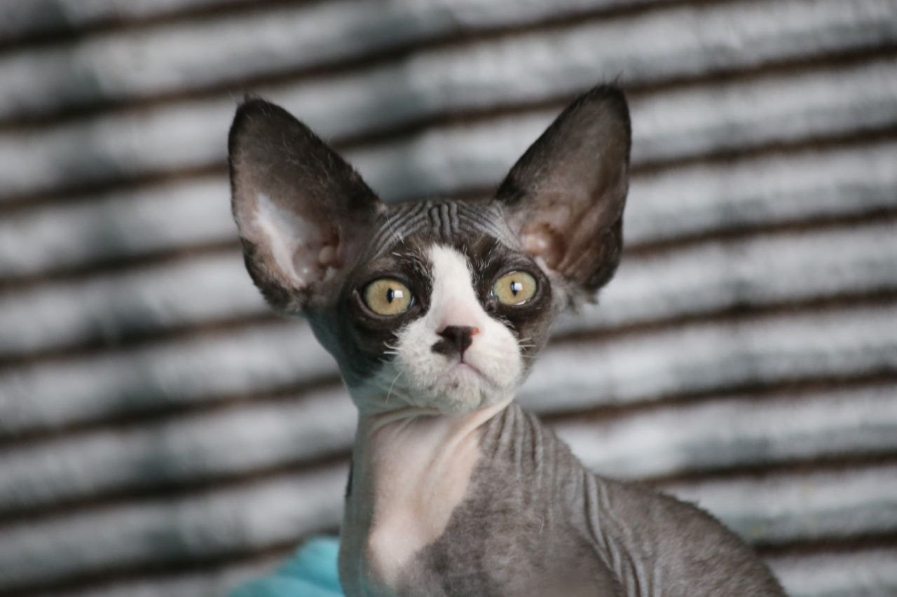 Nevskiy Favorite — питомник девон-рексов в Санкт-Петербурге. Здоровые, ласковые и редкие котята