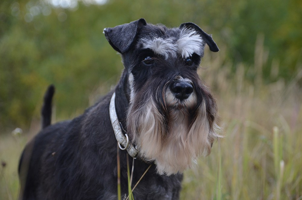 Питомник Делинсо Бэлэнс, щенки цвергшнауцера, купить щенка цвергшнауцера, питомник цвергшнауцеров, кобель цвергшнауцера для вязки, щенок цвергшнауцера, питомник цвергшнауцеров, черный с серебром, цверг, лучший питомник в беларуси, питомник цвергшнауцеров минск