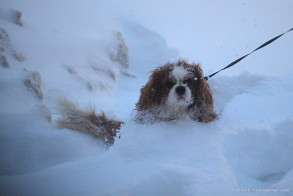 Новогодний снежок. Mik25