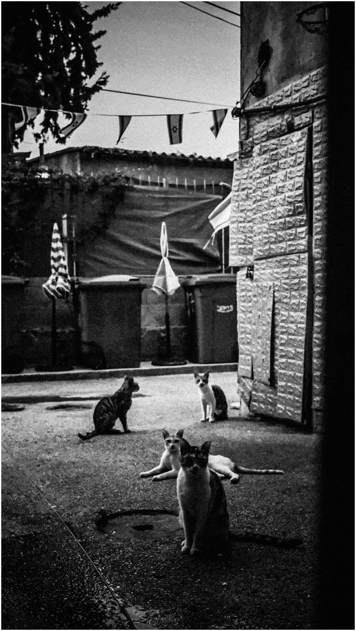 Summer in Israel, 2022. Photographer in Israel Alice Milchin