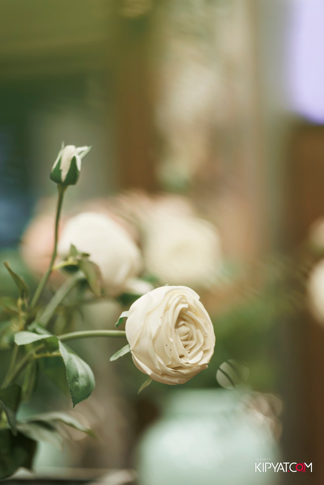 РЕСТОРАН ВЕСЕЛИДЗЕ НА ШАЛЯПИНА. КИПЯТКОМ АЛМАТЫ!