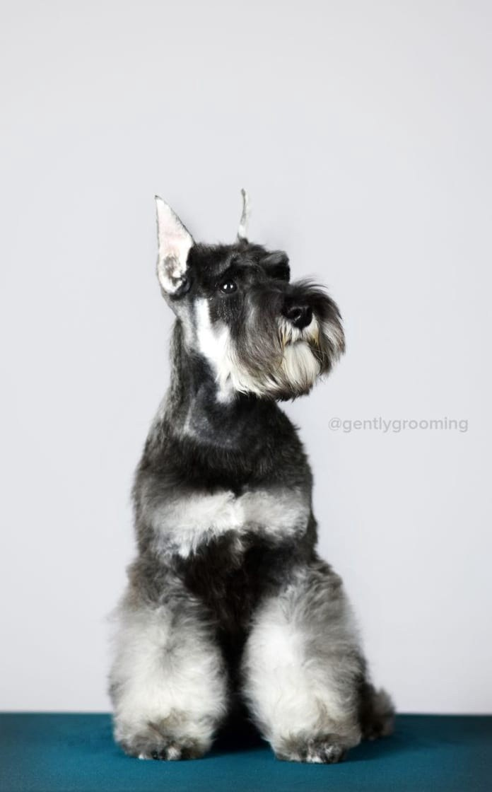 Армина/ Delinso Balance May-Armina. Питомник цвергшнауцеров в Беларуси «Делинсо Бэлэнс»