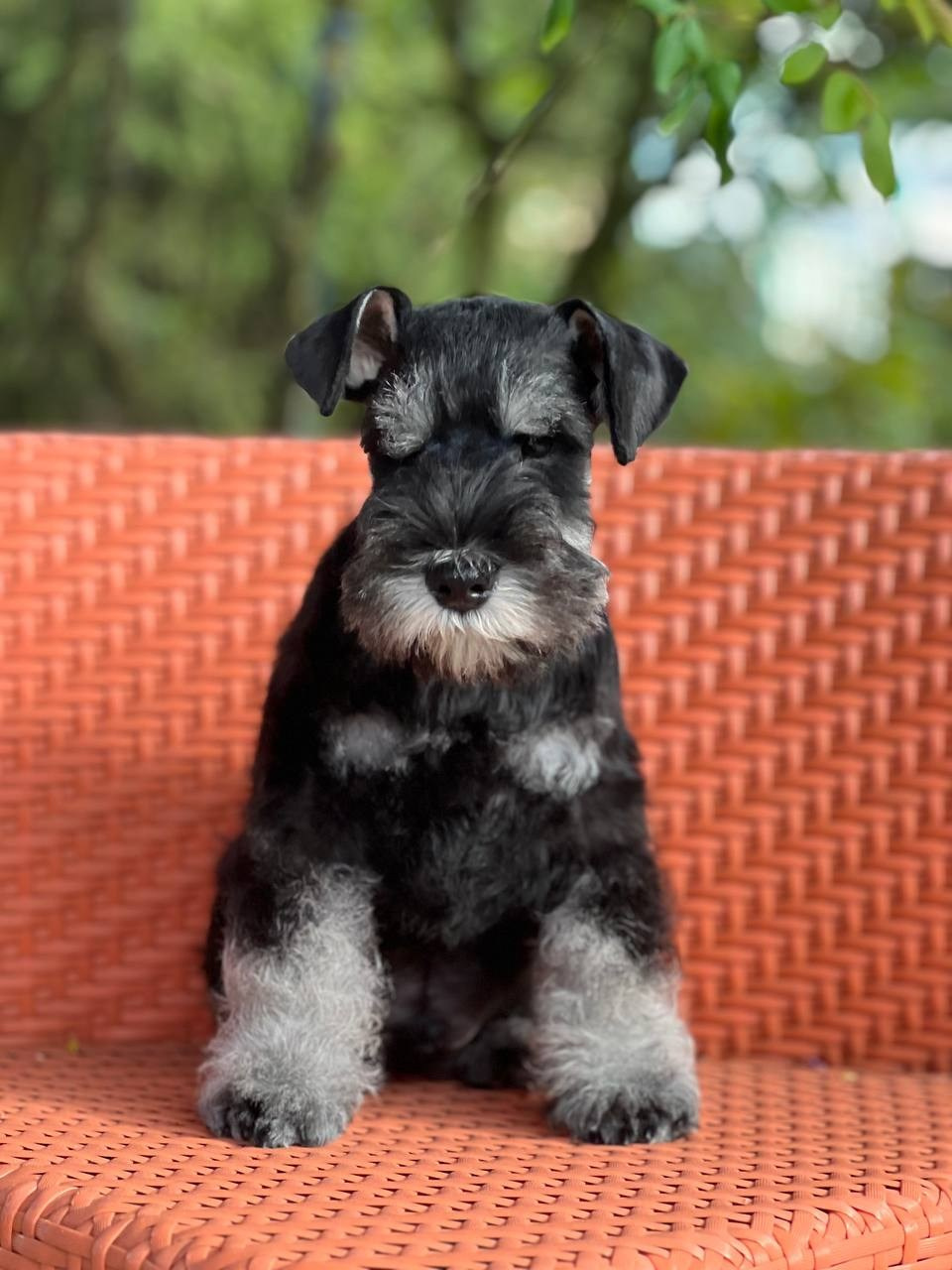 Litter — «SH» 25.02.2025. Питомник цвергшнауцеров в Беларуси «Делинсо Бэлэнс»