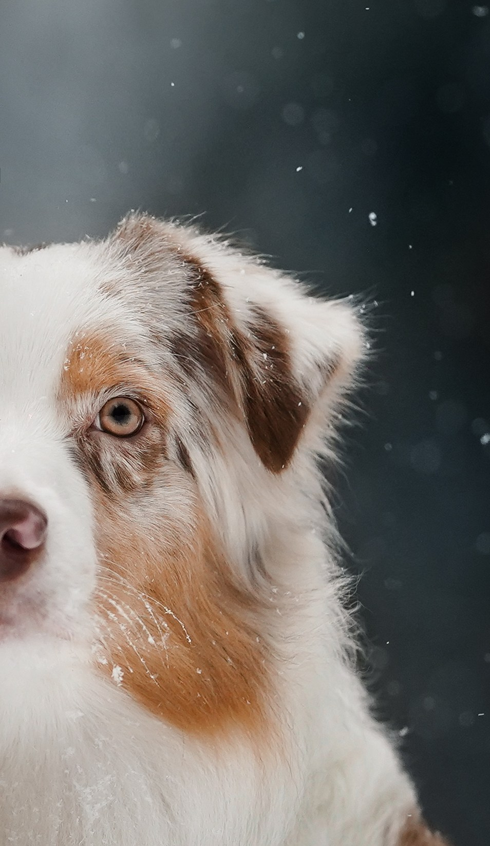 Панда. Фотограф-анималист в Санкт-Петербурге Яна Мартынова