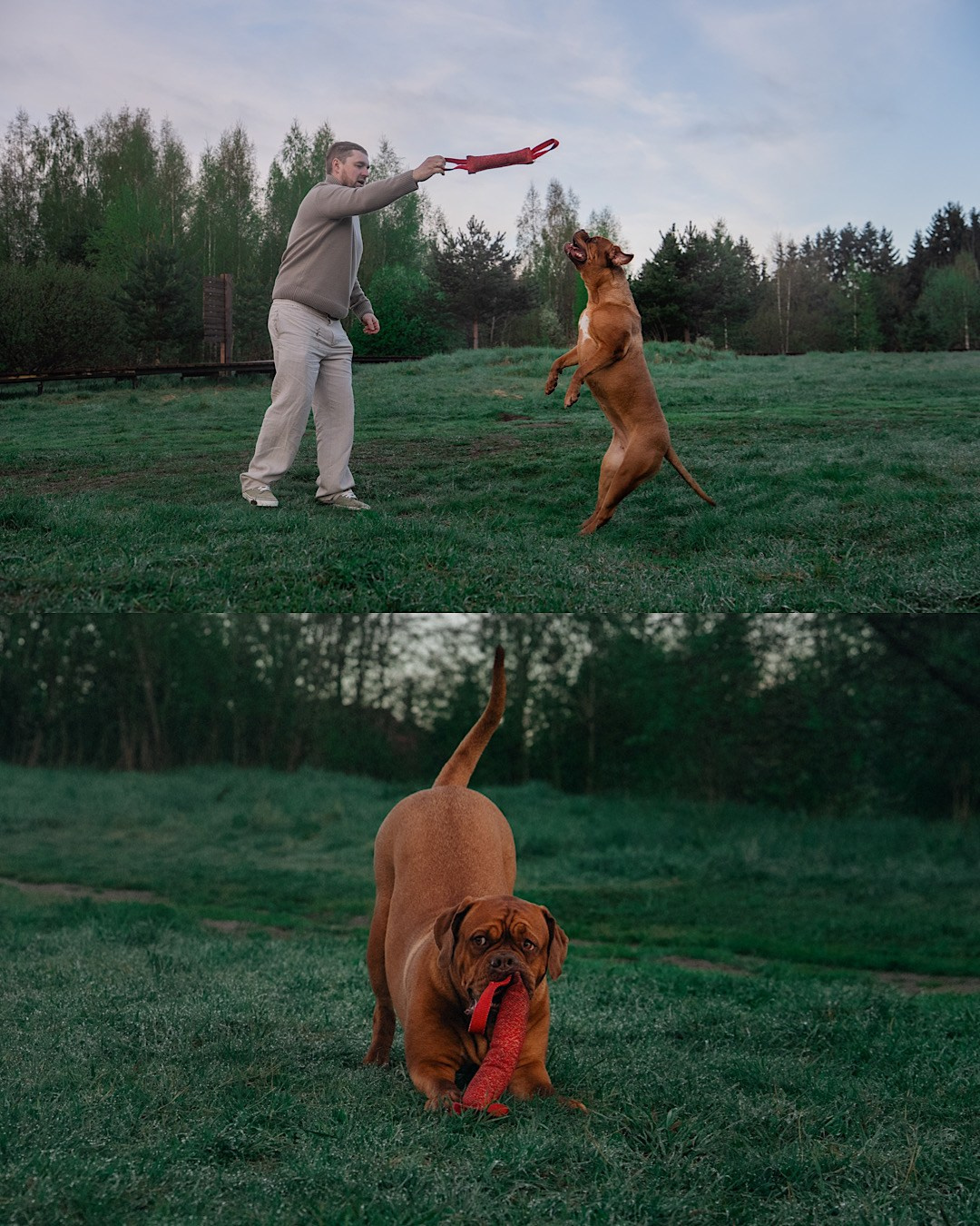 Оксана, Иван и Мандаринка. Фотограф анималист в Москве и Санкт-Петербурге Свиридова Анна