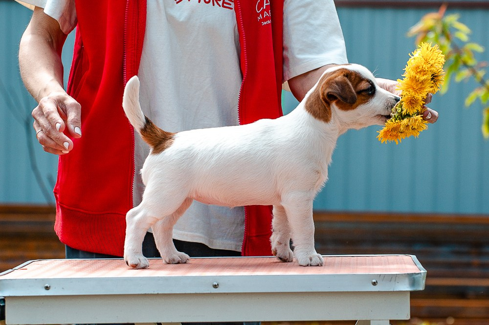 КАНЕ МАЭСТРО ФЕРИТЕЙЛ. Девочка гладкошерстная из питомника КАНЕ МАЭСТРО. Ровные лапки. Продается. Щенок находится в г. Рязань. Купить. Возраст 3,5 месяца. Все прививки сделаны. Документы РКФ. Чип. Клеймо. Ветпаспорт. Вакцина Эуркиан.