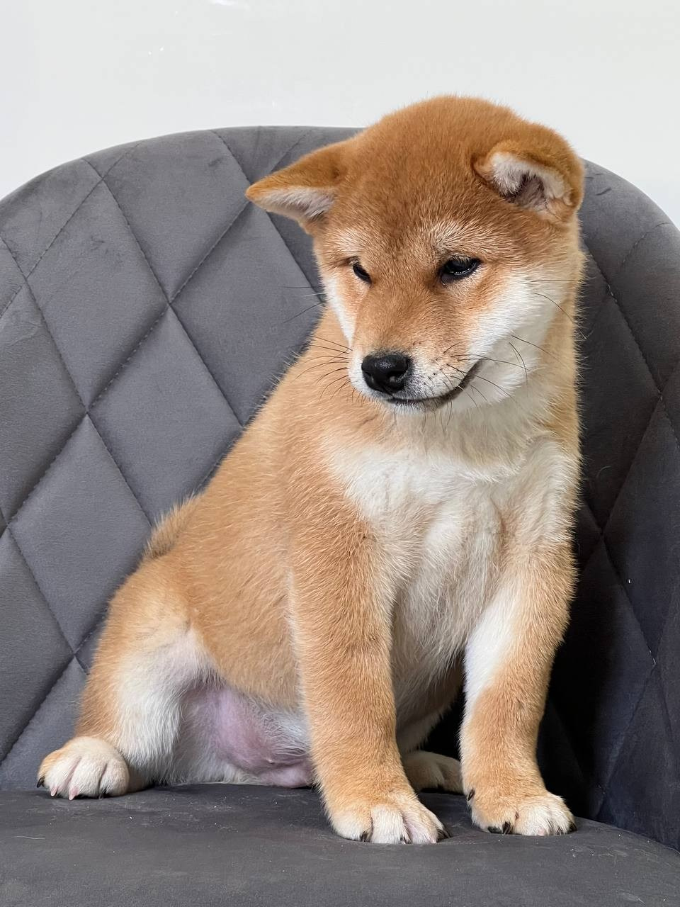 сиба питомник Рубилайт щенки на продажу rubylight  сиба щенки купить СПб Санкт-Петербург 