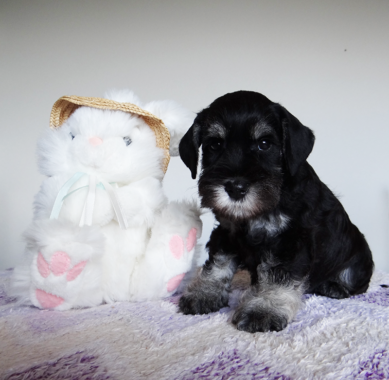 Дукат/Asson Ari Viko Etual. Питомник цвергшнауцеров в Беларуси «Делинсо Бэлэнс»