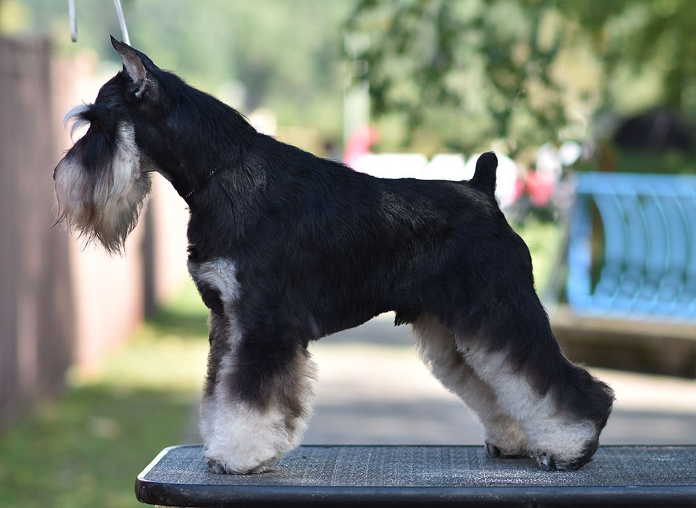 Оскар/Delinso Balance Zaffiro. Питомник цвергшнауцеров в Беларуси «Делинсо Бэлэнс»