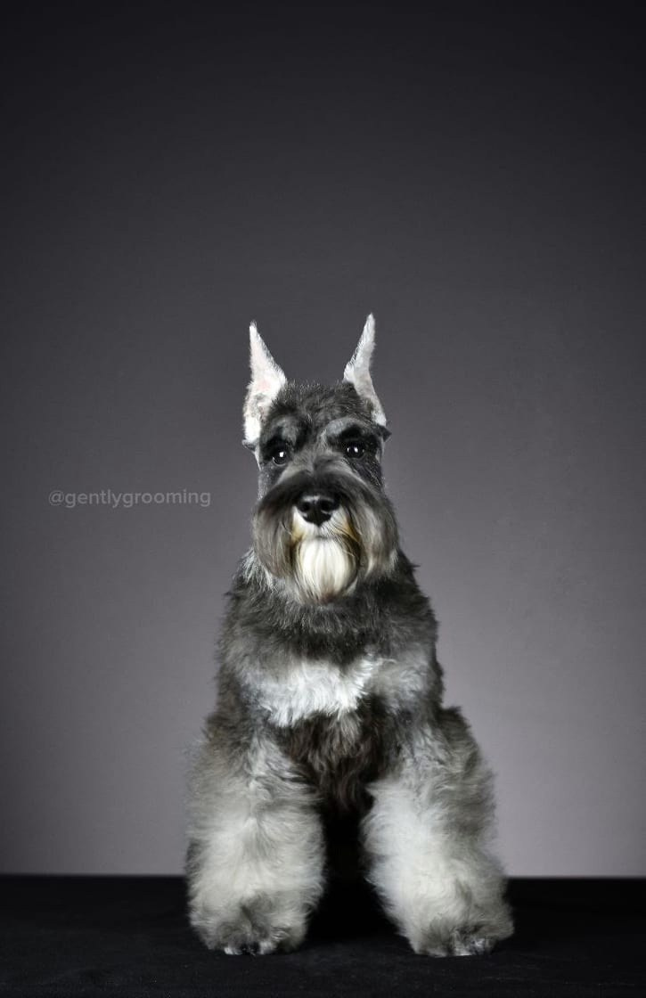 Армина/ Delinso Balance May-Armina. Питомник цвергшнауцеров в Беларуси «Делинсо Бэлэнс»