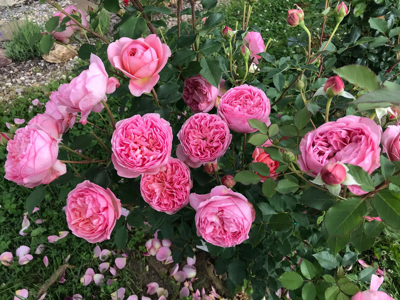 Территория экофермы Марии Гиппенрейтер. Эко отель Подмосковье. Эко отдых в Подмосковье в эко-отеле Марии Гиппенрейтер