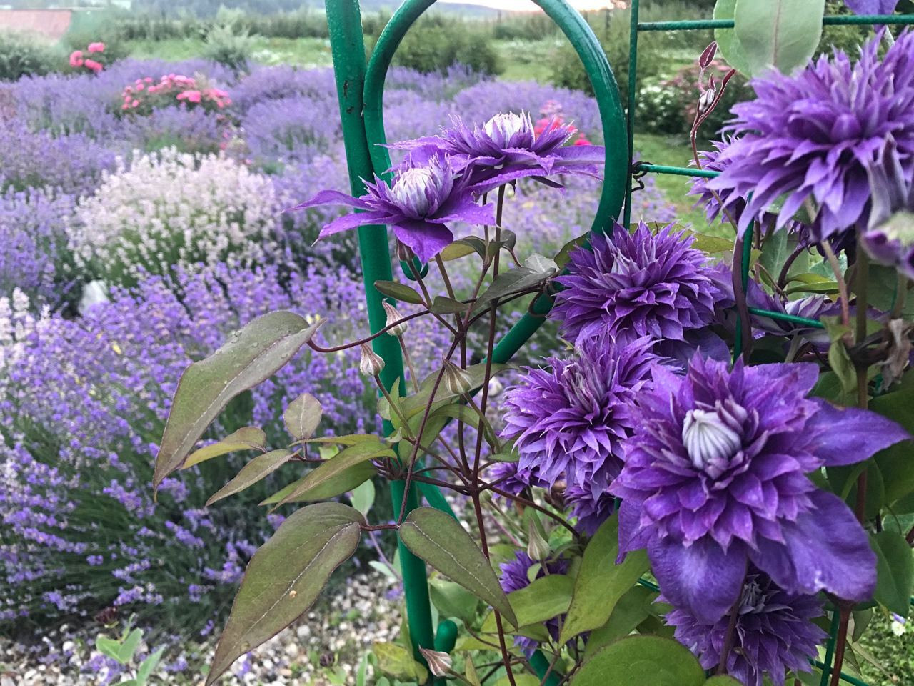 Территория экофермы Марии Гиппенрейтер. Эко отель Подмосковье. Эко отдых в Подмосковье в эко-отеле Марии Гиппенрейтер