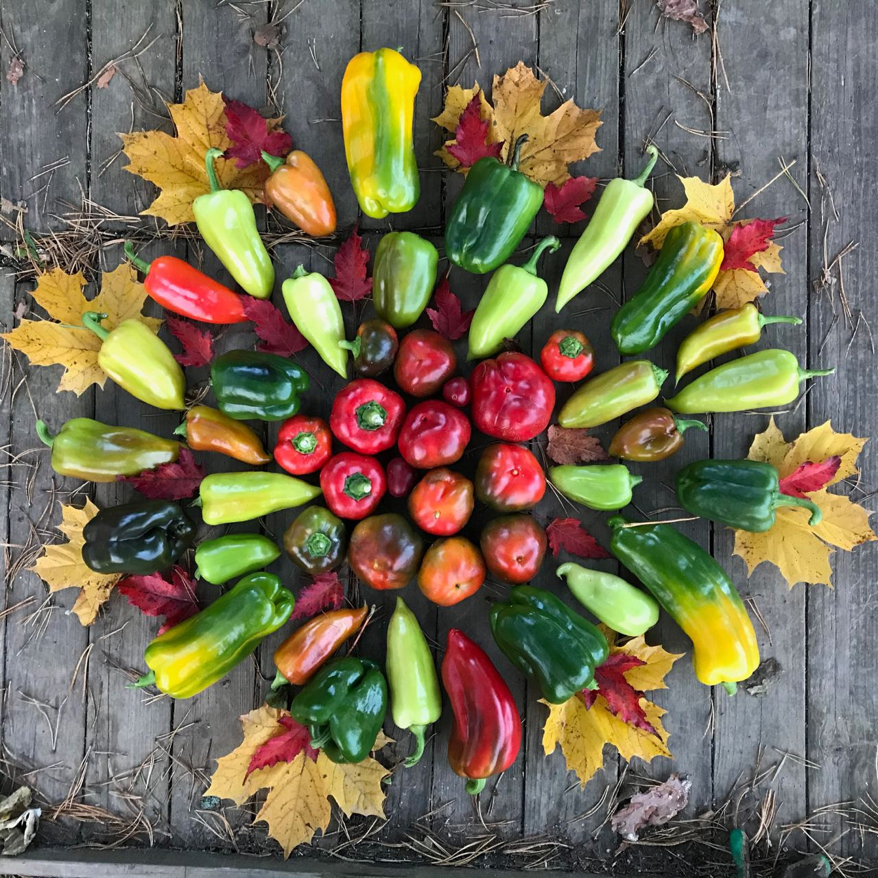 Территория экофермы Марии Гиппенрейтер. Эко отель Подмосковье. Эко отдых в Подмосковье в эко-отеле Марии Гиппенрейтер
