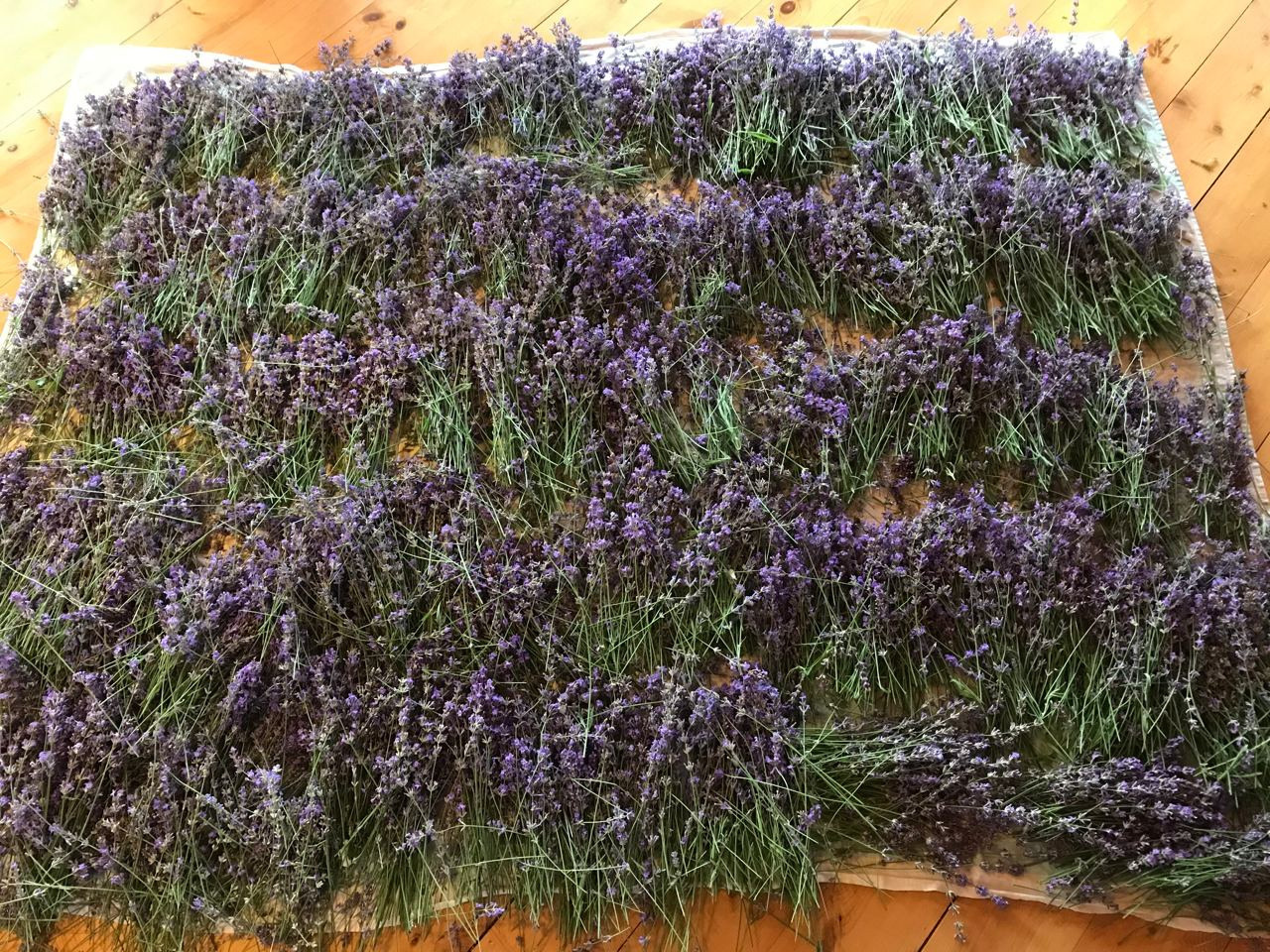 Территория экофермы Марии Гиппенрейтер. Эко отель Подмосковье. Эко отдых в Подмосковье в эко-отеле Марии Гиппенрейтер