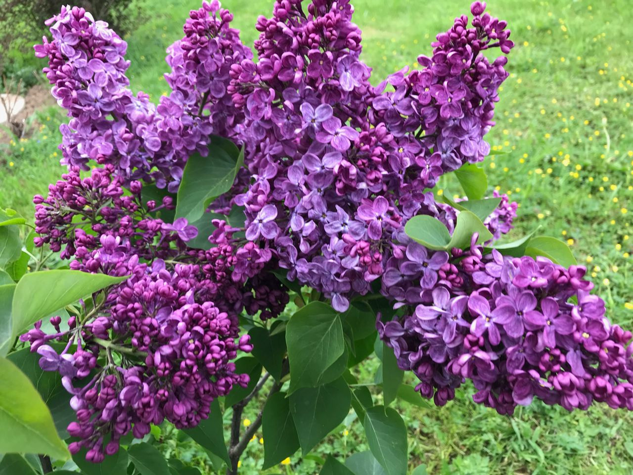 Территория экофермы Марии Гиппенрейтер. Эко отель Подмосковье. Эко отдых в Подмосковье в эко-отеле Марии Гиппенрейтер