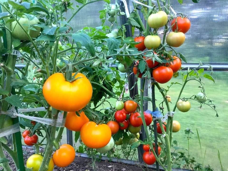 Территория экофермы Марии Гиппенрейтер. Эко отель Подмосковье. Эко отдых в Подмосковье в эко-отеле Марии Гиппенрейтер