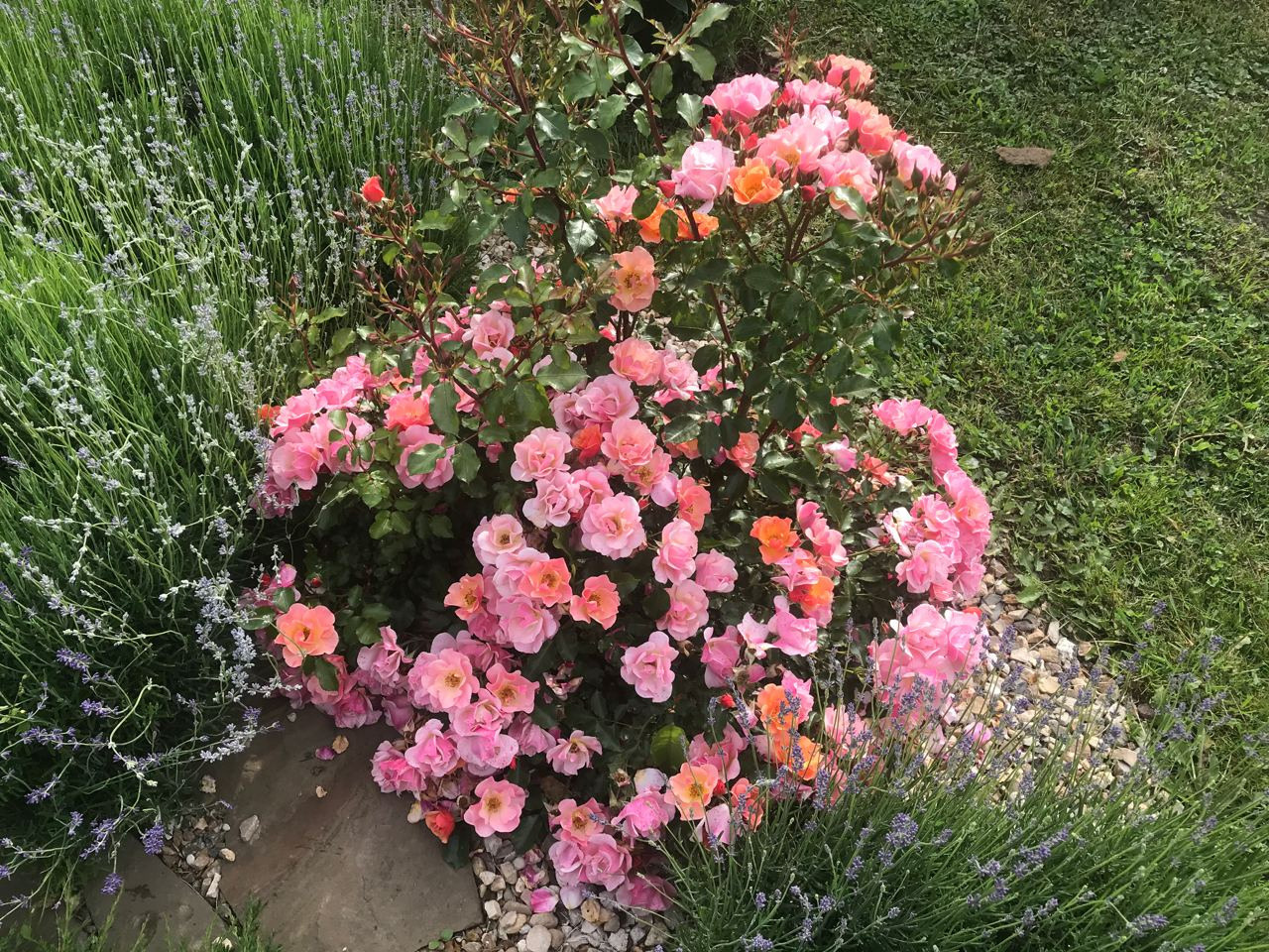 Территория экофермы Марии Гиппенрейтер. Эко отель Подмосковье. Эко отдых в Подмосковье в эко-отеле Марии Гиппенрейтер