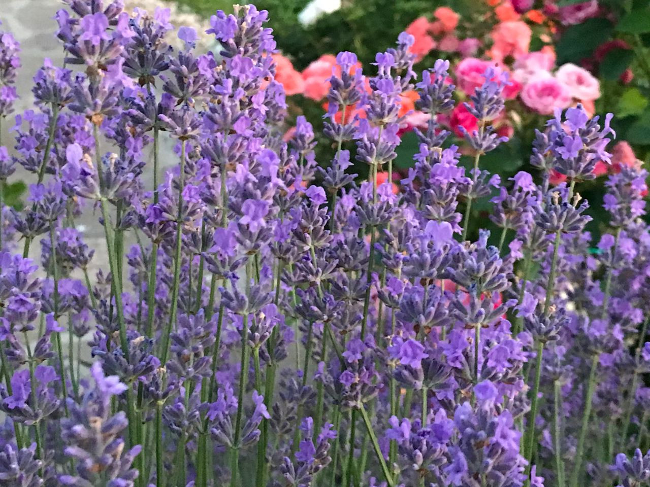 Территория экофермы Марии Гиппенрейтер. Эко отель Подмосковье. Эко отдых в Подмосковье в эко-отеле Марии Гиппенрейтер