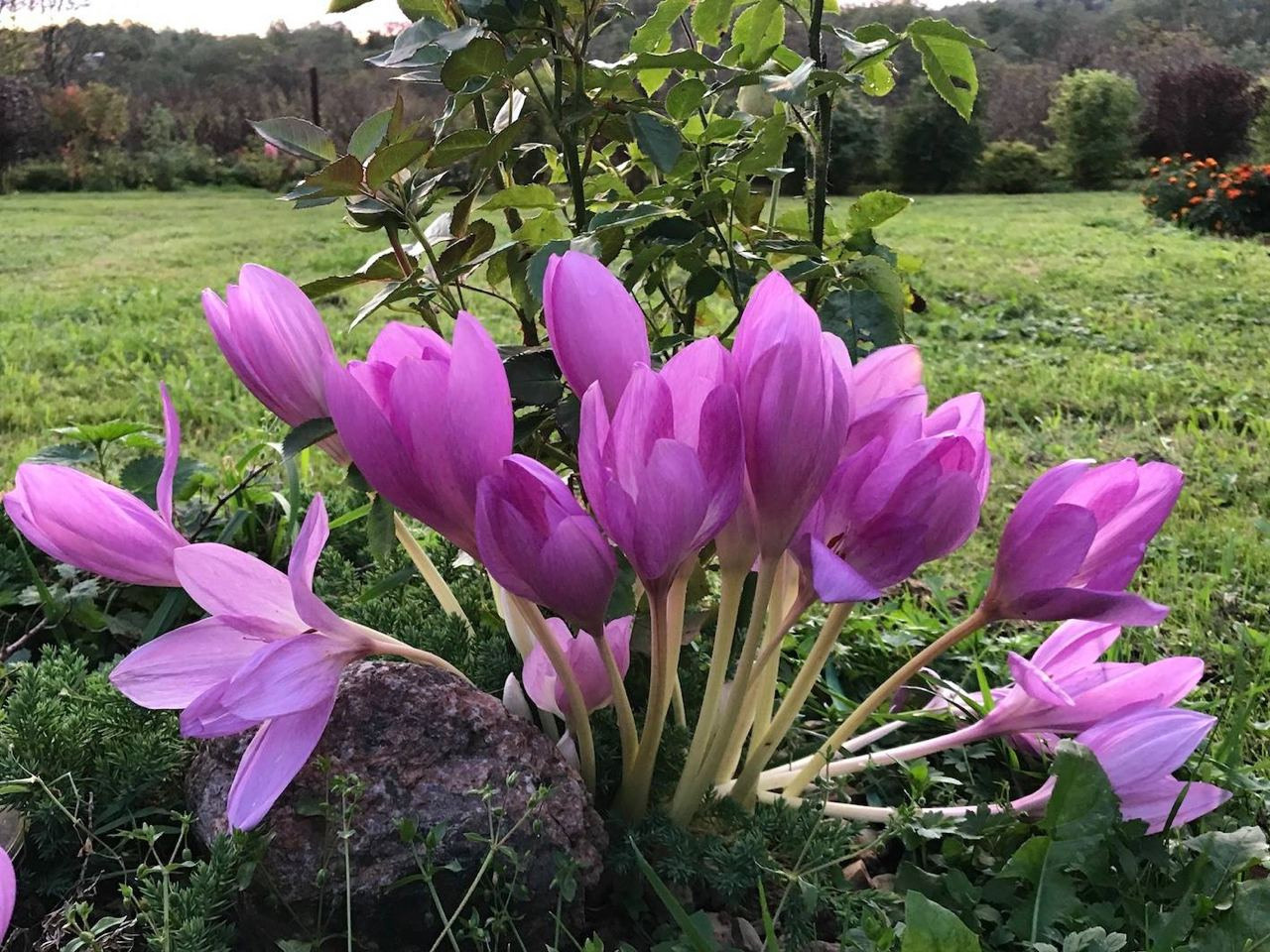 Территория экофермы Марии Гиппенрейтер. Эко отель Подмосковье. Эко отдых в Подмосковье в эко-отеле Марии Гиппенрейтер