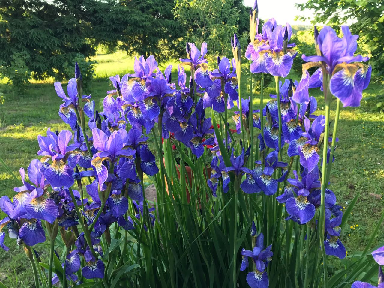 Территория экофермы Марии Гиппенрейтер. Эко отель Подмосковье. Эко отдых в Подмосковье в эко-отеле Марии Гиппенрейтер