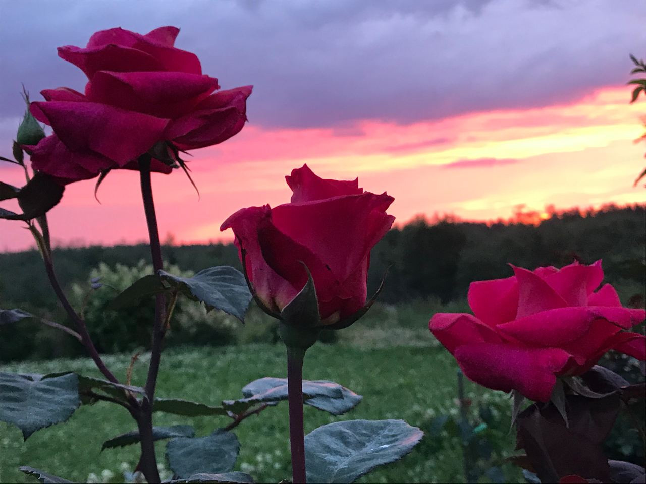 Территория экофермы Марии Гиппенрейтер. Эко отель Подмосковье. Эко отдых в Подмосковье в эко-отеле Марии Гиппенрейтер