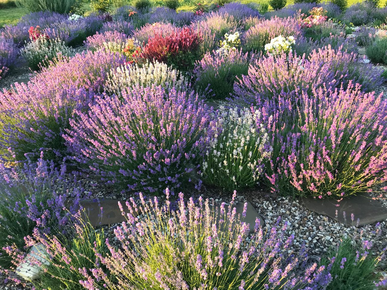 Территория экофермы Марии Гиппенрейтер. Эко отель Подмосковье. Эко отдых в Подмосковье в эко-отеле Марии Гиппенрейтер