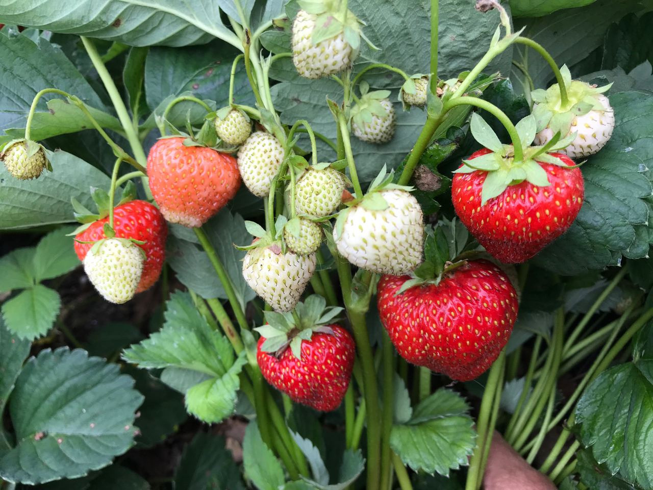 Территория экофермы Марии Гиппенрейтер. Эко отель Подмосковье. Эко отдых в Подмосковье в эко-отеле Марии Гиппенрейтер