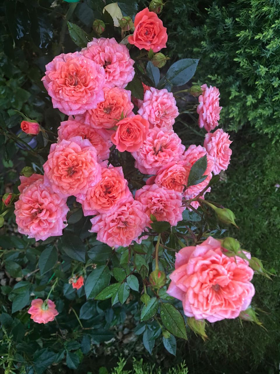 Территория экофермы Марии Гиппенрейтер. Эко отель Подмосковье. Эко отдых в Подмосковье в эко-отеле Марии Гиппенрейтер