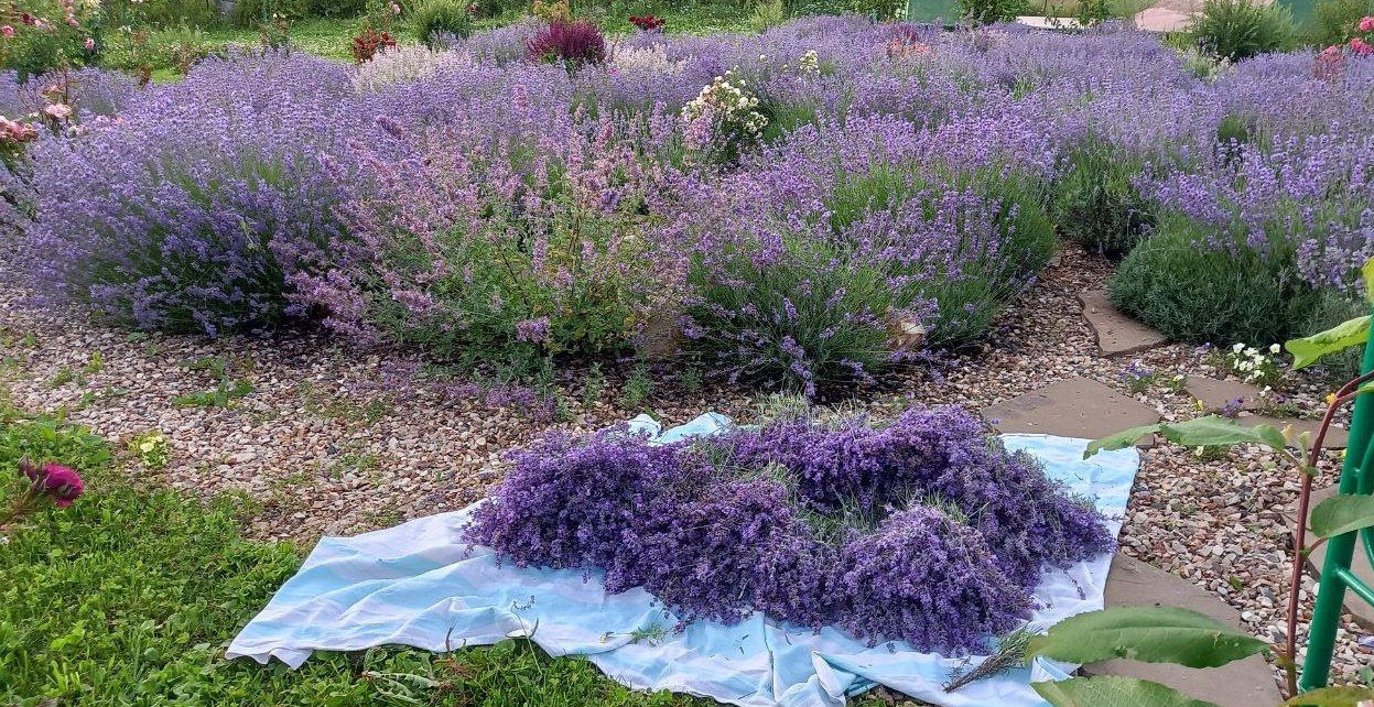 Территория экофермы Марии Гиппенрейтер. Эко отель Подмосковье. Эко отдых в Подмосковье в эко-отеле Марии Гиппенрейтер