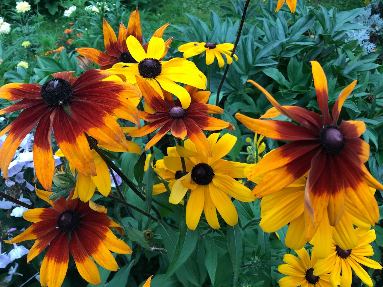 Территория экофермы Марии Гиппенрейтер. Эко отель Подмосковье. Эко отдых в Подмосковье в эко-отеле Марии Гиппенрейтер