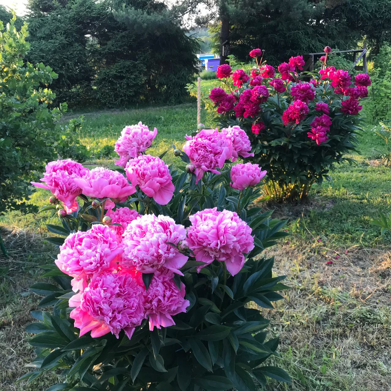 Территория экофермы Марии Гиппенрейтер. Эко отель Подмосковье. Эко отдых в Подмосковье в эко-отеле Марии Гиппенрейтер