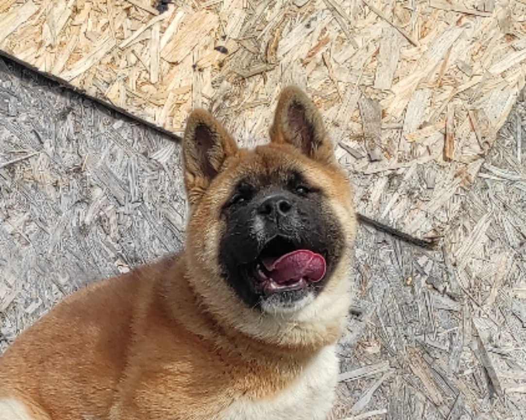 щенки Акита американская купить санкт-петербург питомник RUBYLIGHT BIYA & Dilinze's Hause Orion