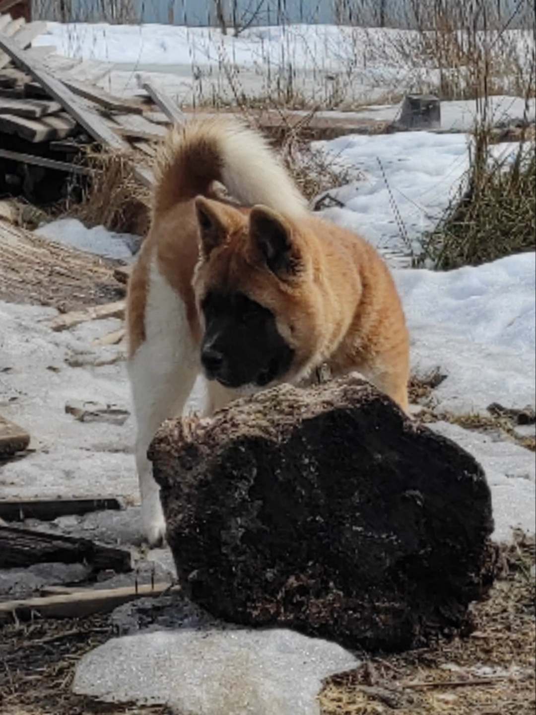 щенки Акита американская купить санкт-петербург питомник RUBYLIGHT BIYA & Dilinze's Hause Orion