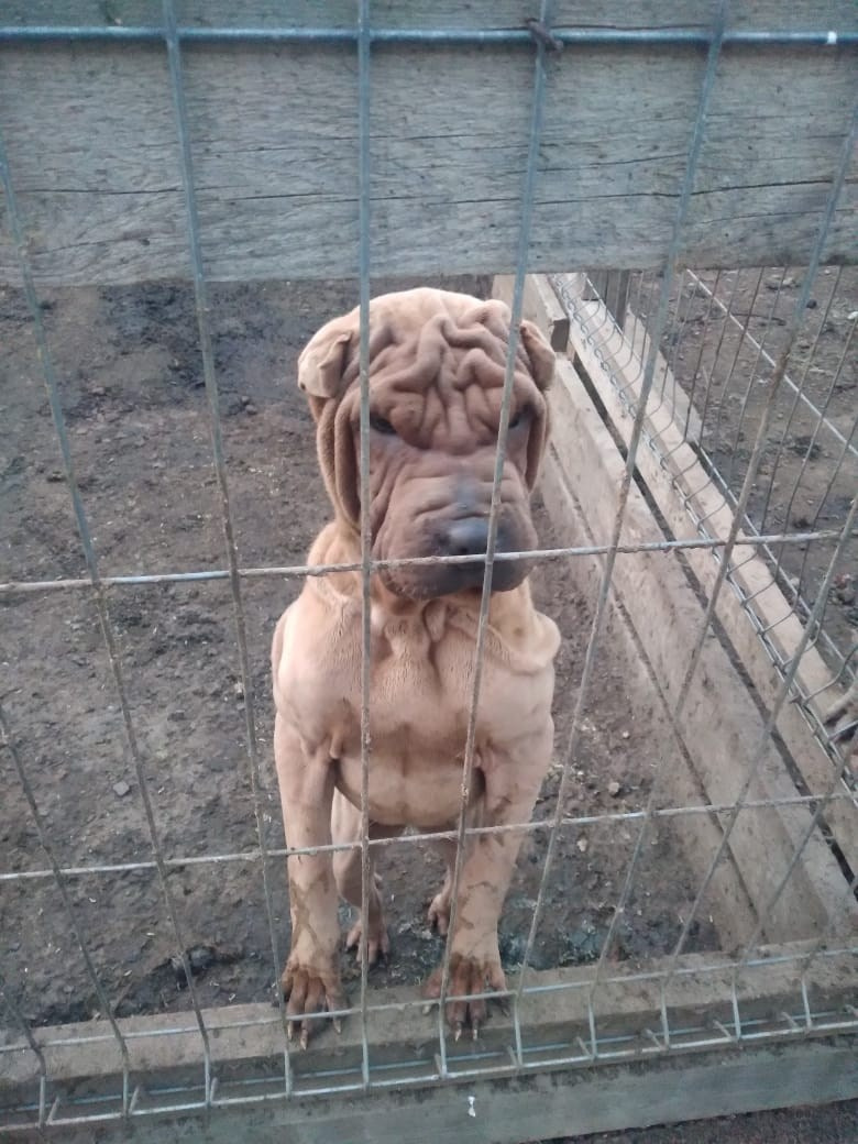 Купить Французского Бульдога Красноярск, Купить щенка Французского бульдога Красноярск, Питомник Французских Бульдогов Красноярск,  Питомник Французский Бульдог Красноярск, 