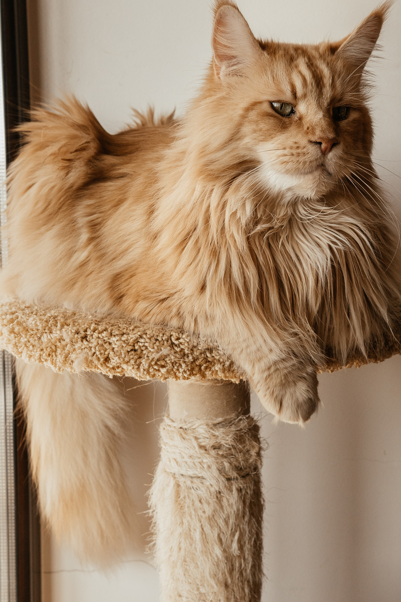 Настя, Даня, Даша, Катя, Леша и кот Ангенс. Lifestyle фотограф в Санкт-Петербурге Анна Щекалева