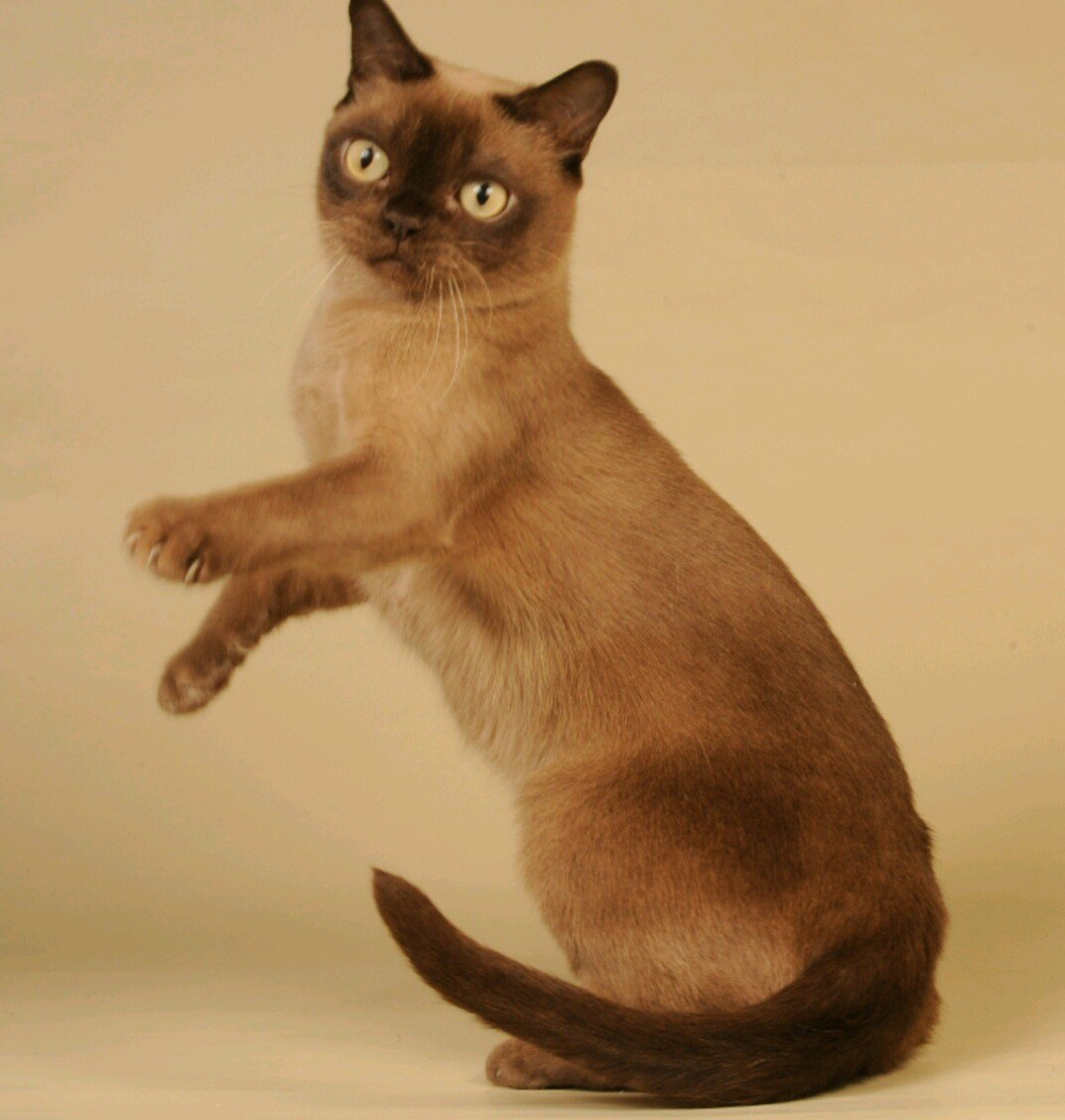 Котёнок американской бурмы. Las Burmas — питомник американской бурмы традиционных линий